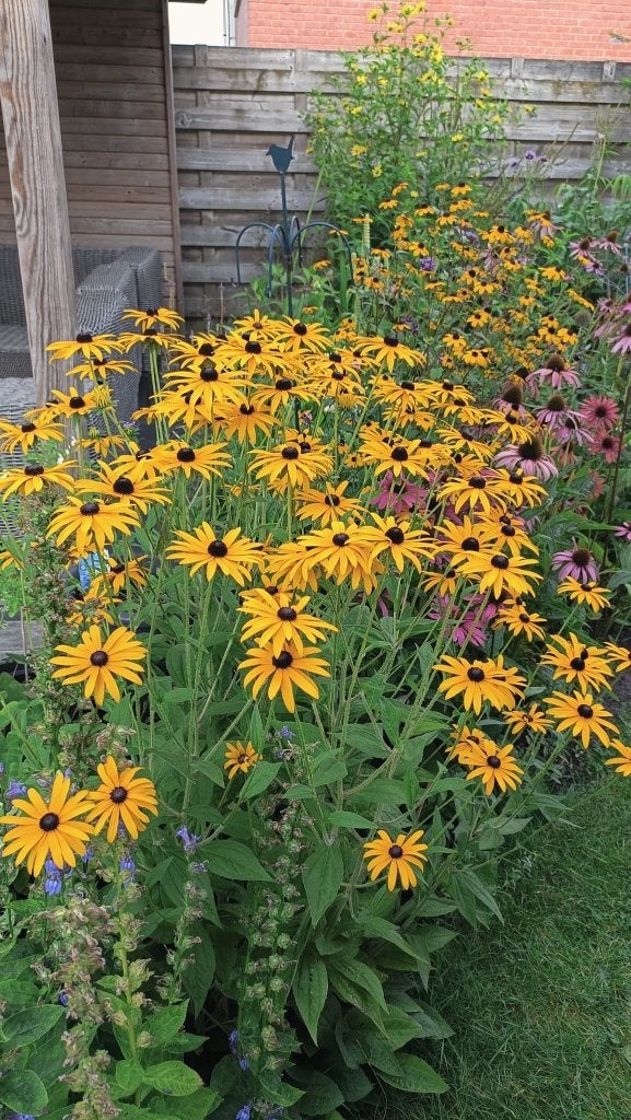Rudbeckia fulgida, Tuin en Terras, Volle zon, Vaste plant, Zomer, Ophalen