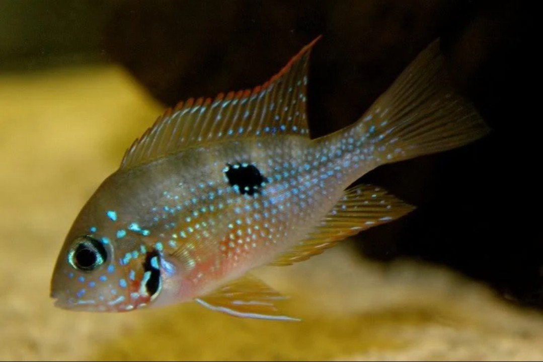 Thorichthys Elioti (Maculipinnis) – 1 Halfwas Vrouw, Ophalen