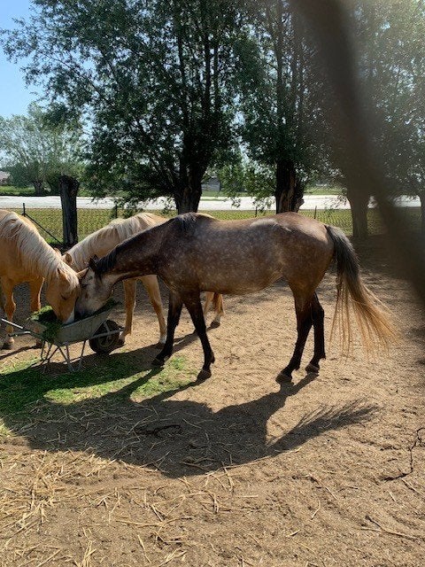 Jonge merrie, Débourré, Avec pedigree, 160 à 165 cm, Cheval de saut