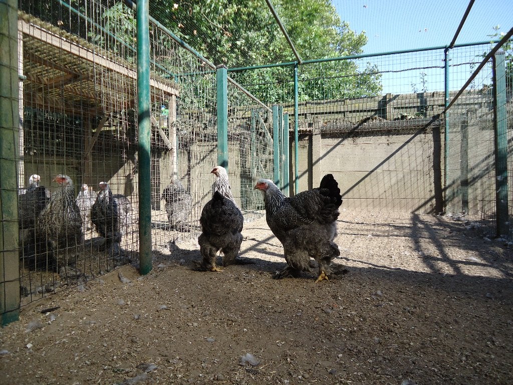 Brahma kippen, Dieren en Toebehoren, Pluimvee, Vrouwelijk, Kip