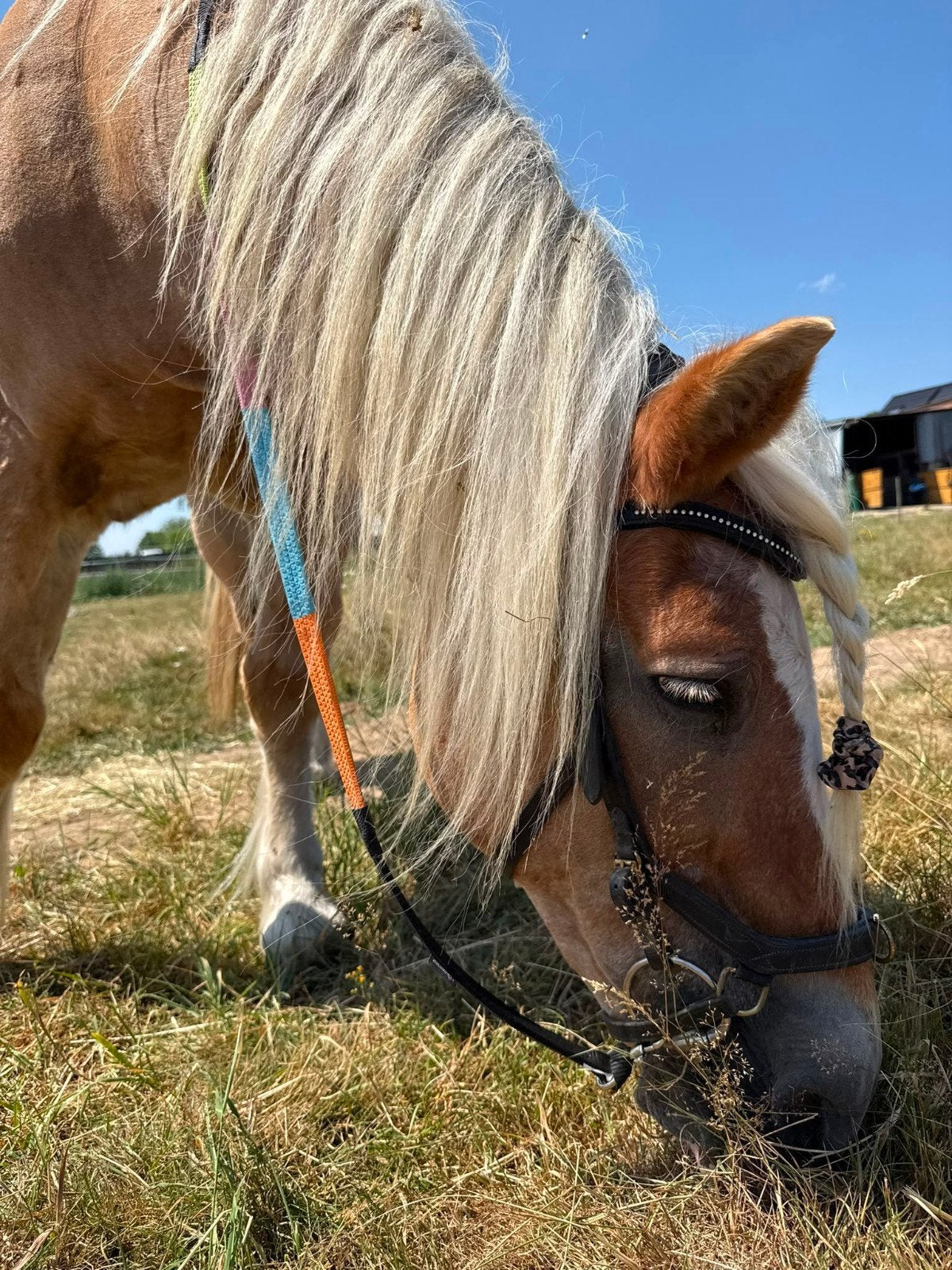 Super lieve Haflinger, Merrie, M