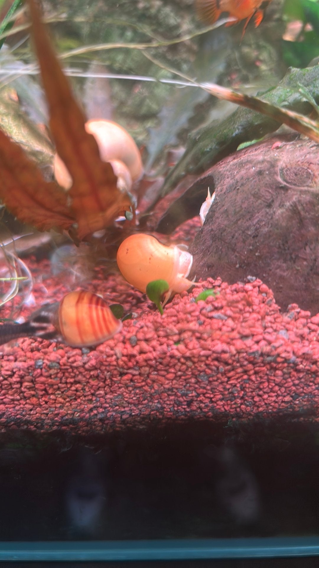 Slakken te koop, Dieren en Toebehoren, Vissen | Aquariumvissen