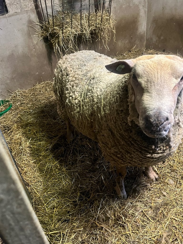 Charollais dekram, Mâle, Mouton, 3 à 5 ans