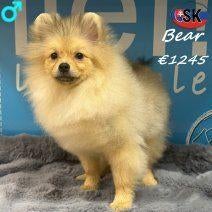 Bear, Spitz plein de charme à vendre, 15 semaines à 1 an, Loulou, Chien (mâle), Hépatite contagieuse (maladie de Rubarth)
