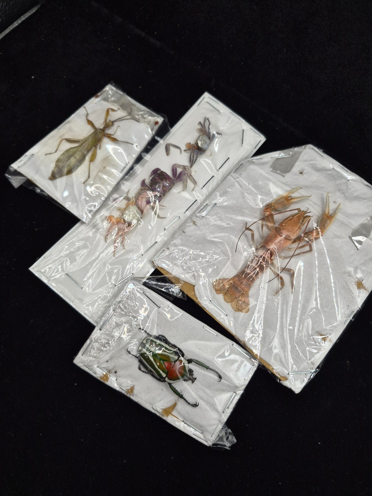 Lot de spécimens de collection (Écrevisse, Cétoine, Phasme,, Enlèvement ou Envoi