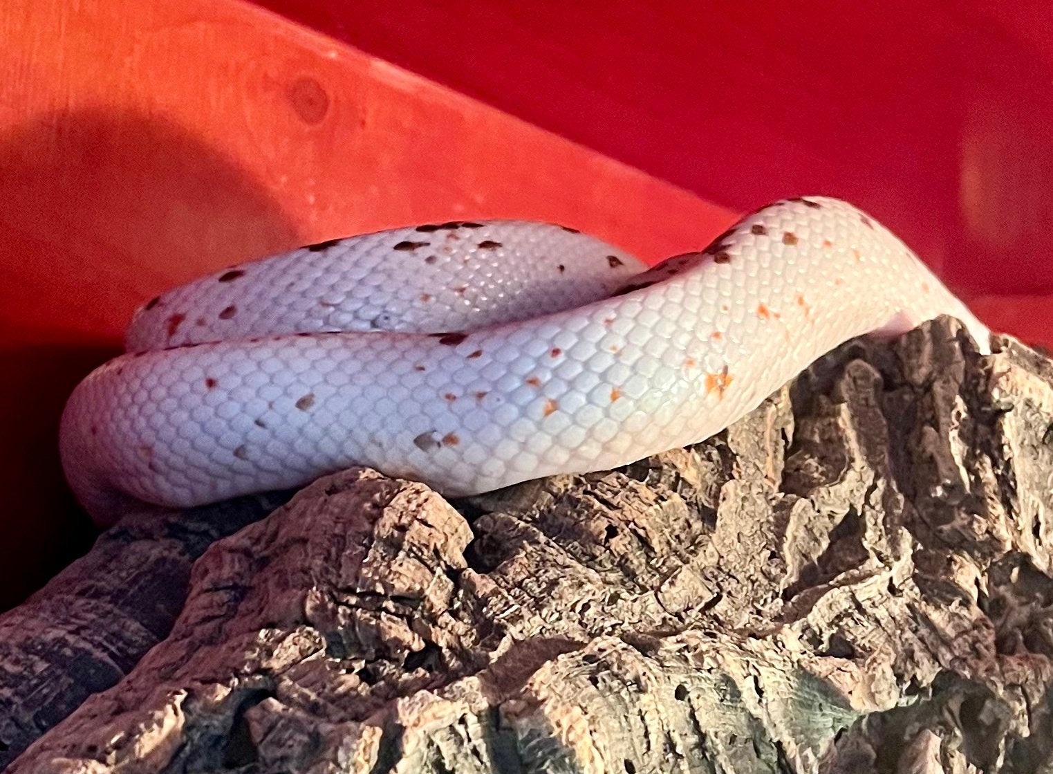 Kweekkoppel guttatus caramel / palmetto, Slang, 3 tot 6 jaar