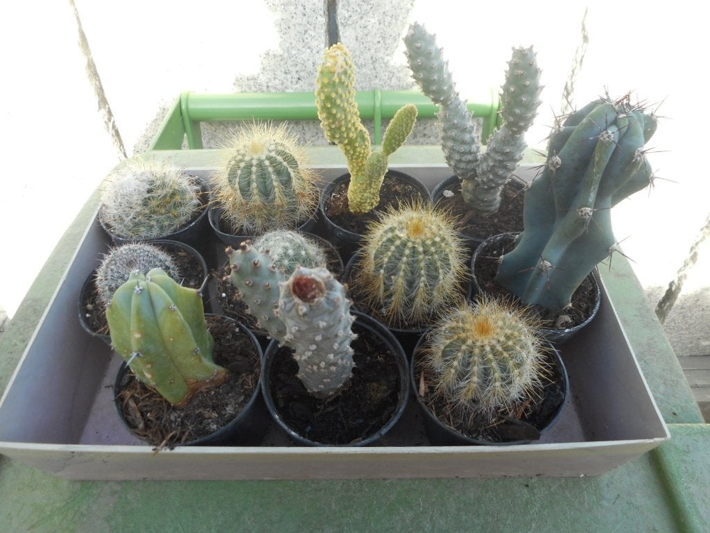 Planten, Ophalen of Verzenden, Vaste plant, Overige soorten, Volle zon