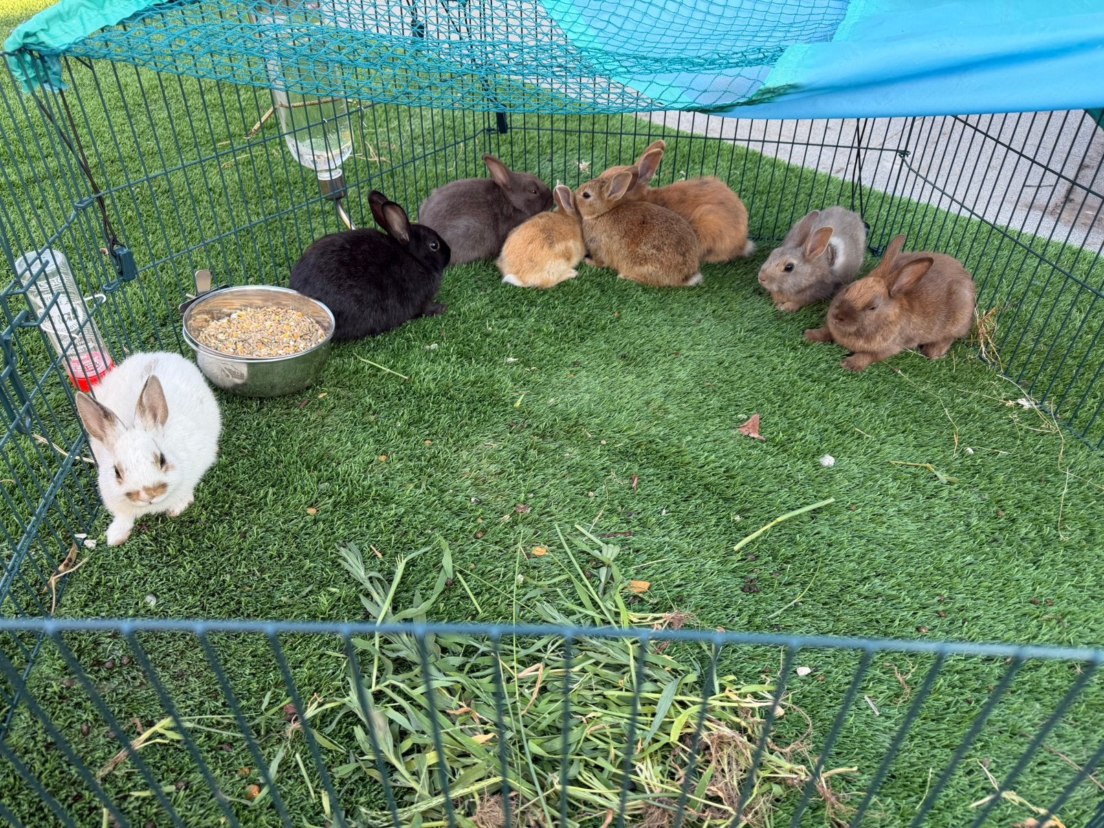 Dwerg konijntjes, Animaux & Accessoires, Volatiles, Plusieurs animaux, Autres espèces