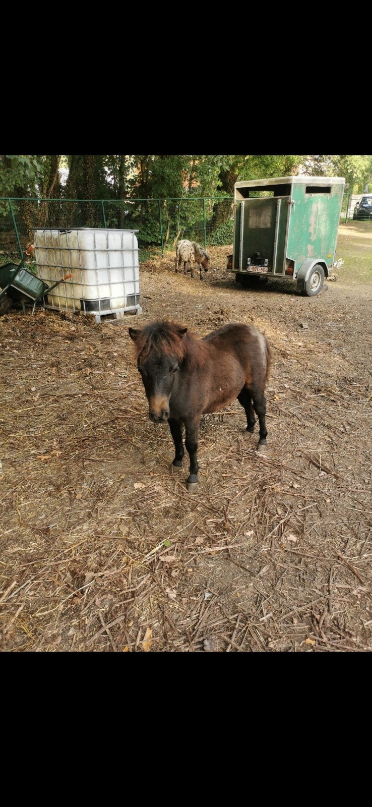 mini merrie, Dieren en Toebehoren, Merrie, Met stamboom, 0 tot 2 jaar