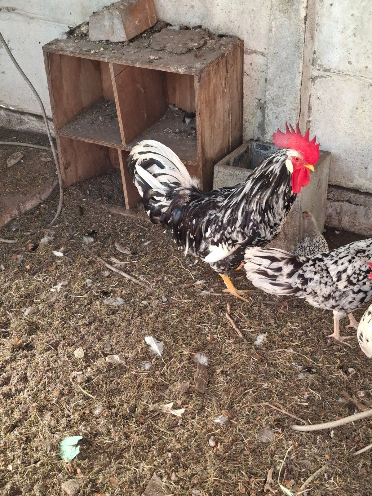 Haan bonte leghorn