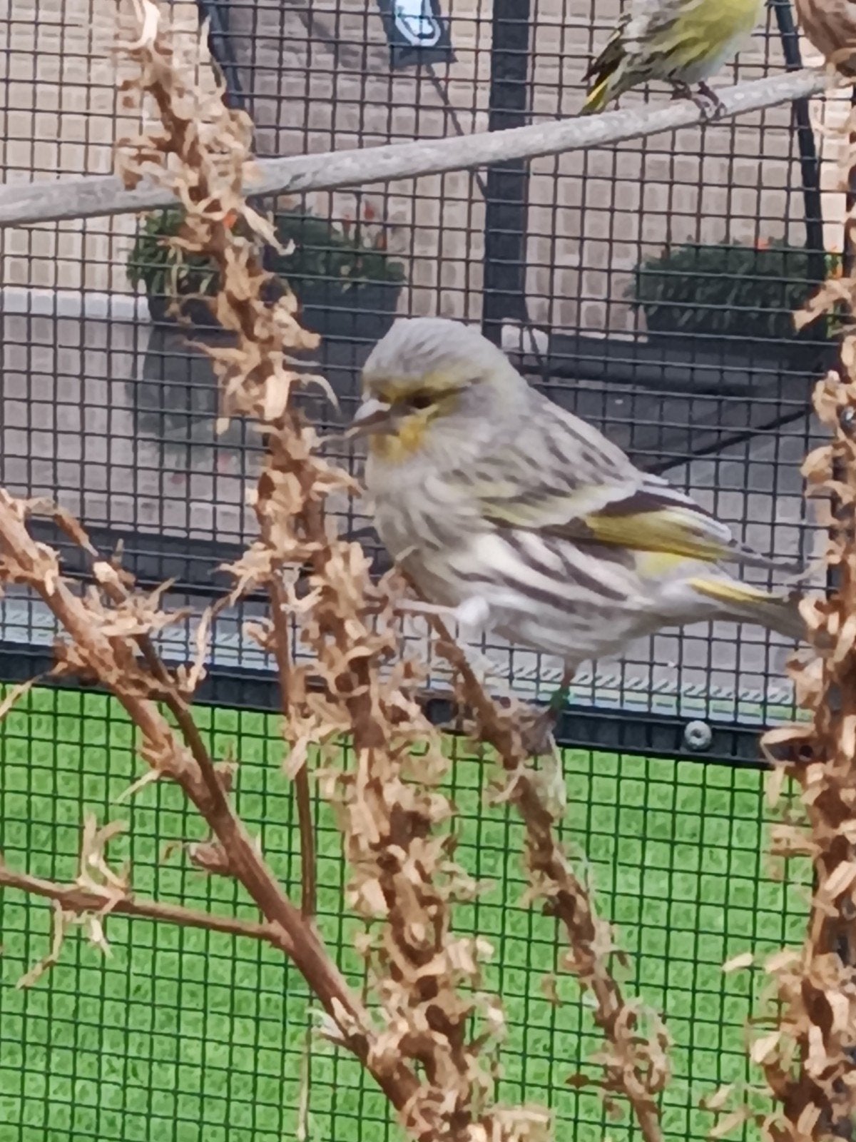 sijs x kanarie, Dieren en Toebehoren