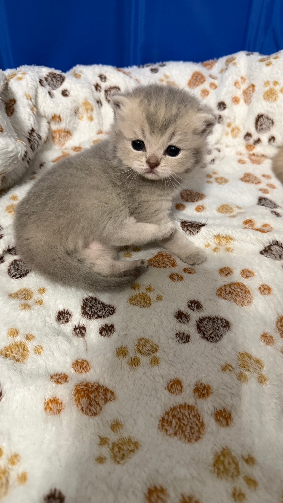 Prachtige Brits korthaar kittens, Dieren en Toebehoren, Meerdere dieren, Gechipt, 0 tot 2 jaar