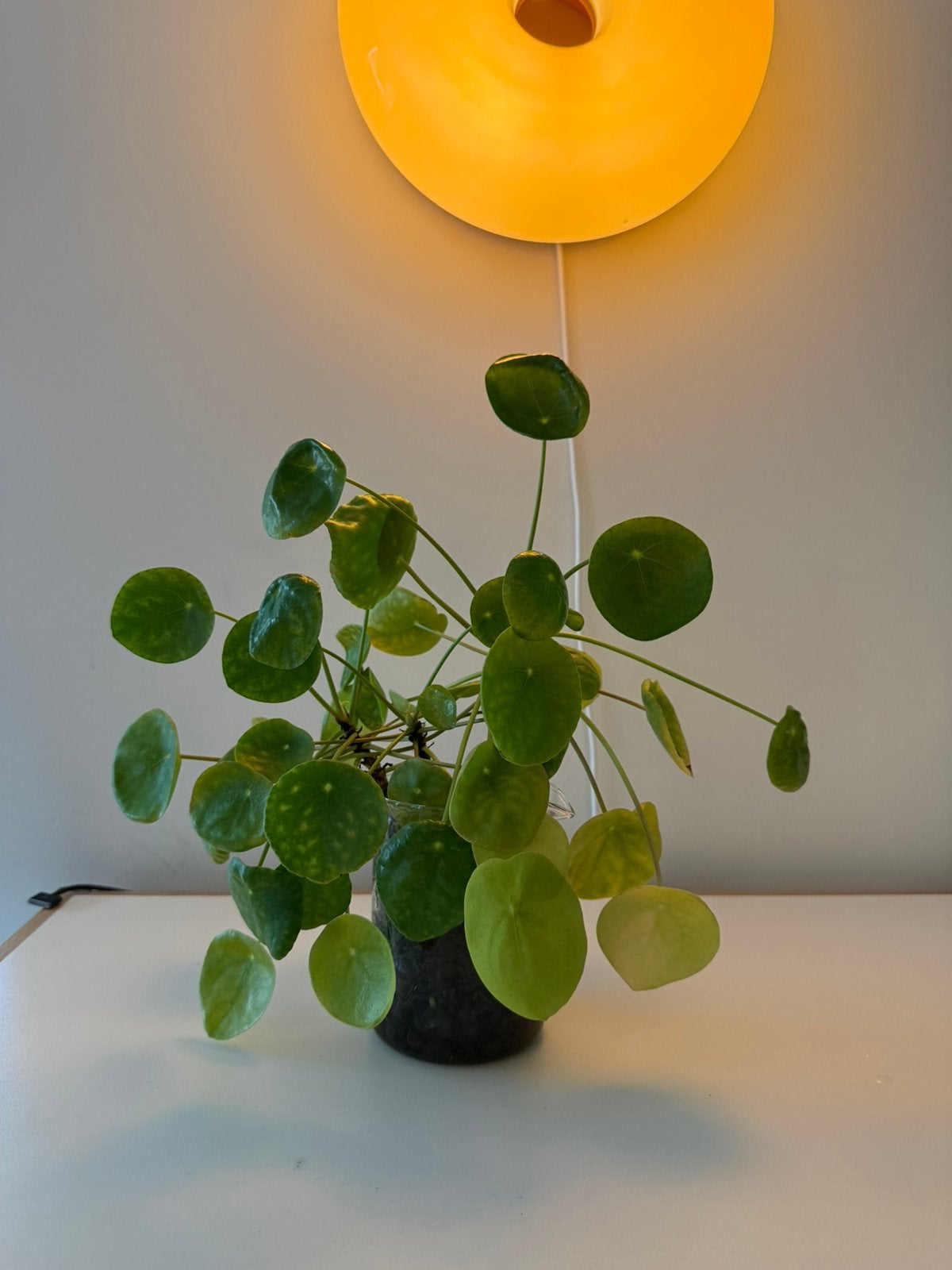 Pannenkoekenplant / Pilea / 3 kopstekken, Maison & Meubles, Plantes d'intérieur, Enlèvement