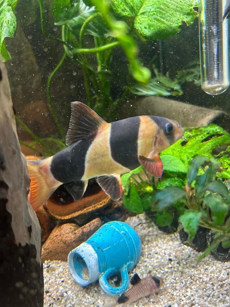 Clownbotia, Dieren en Toebehoren