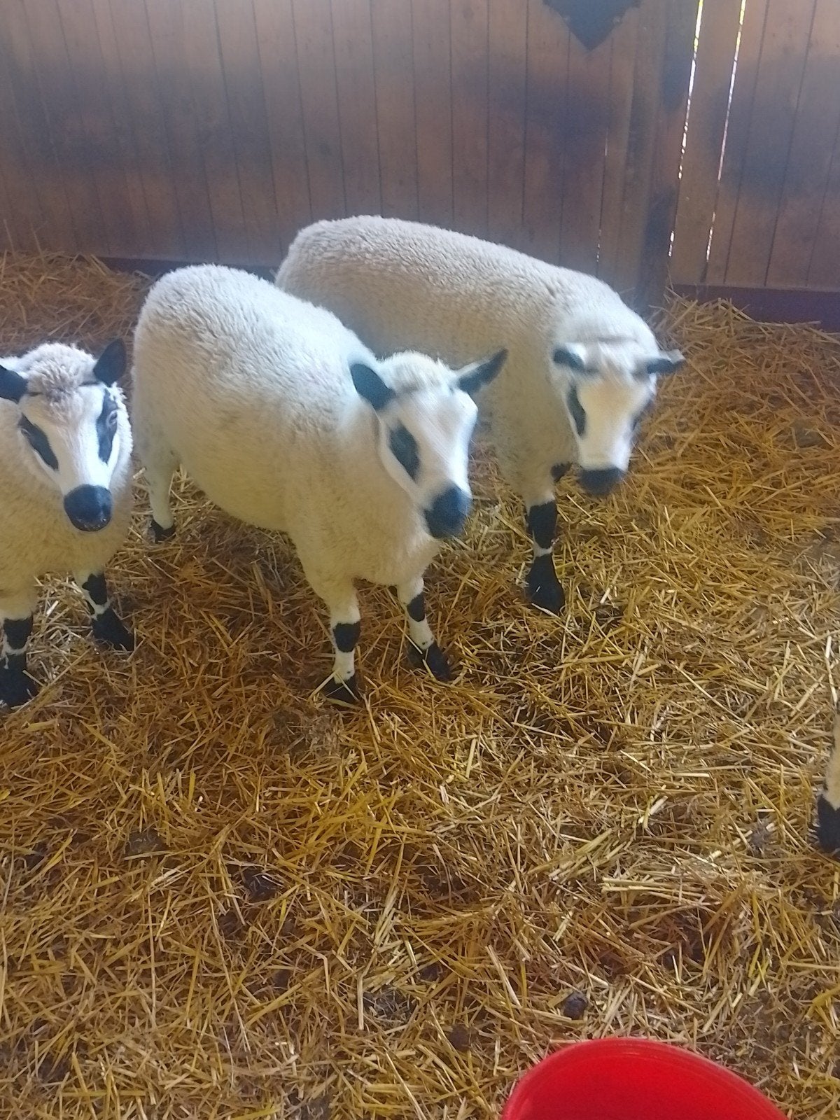 Kerry hill jonge rammen