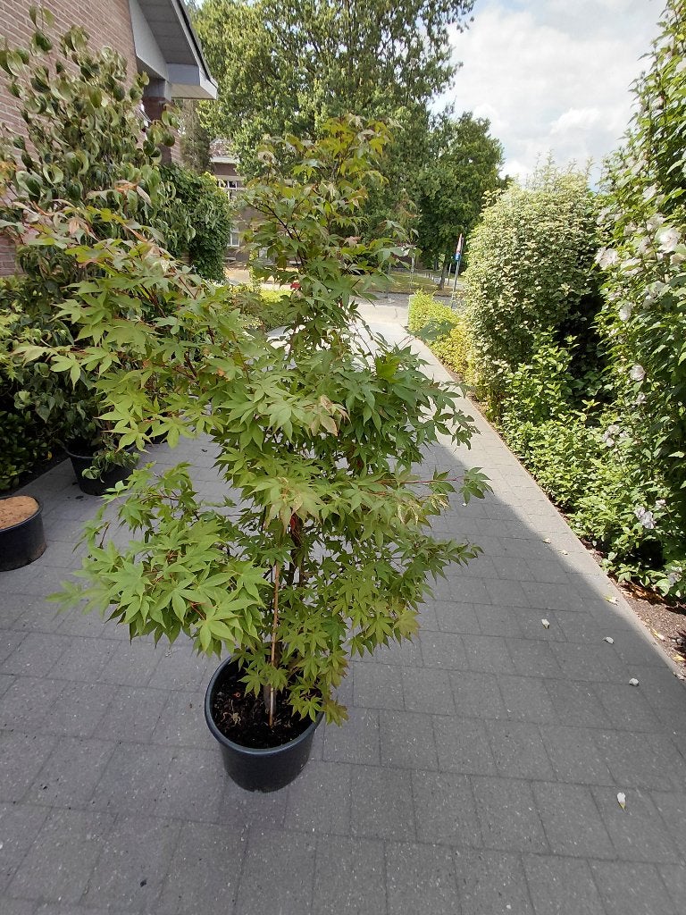 Acer Osakasuki, Tuin en Terras, Ophalen, Halfschaduw