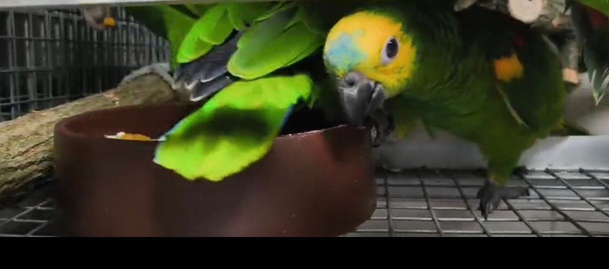 Amazone à front bleu, Animaux & Accessoires, Plusieurs animaux, Perroquet, Parleur
