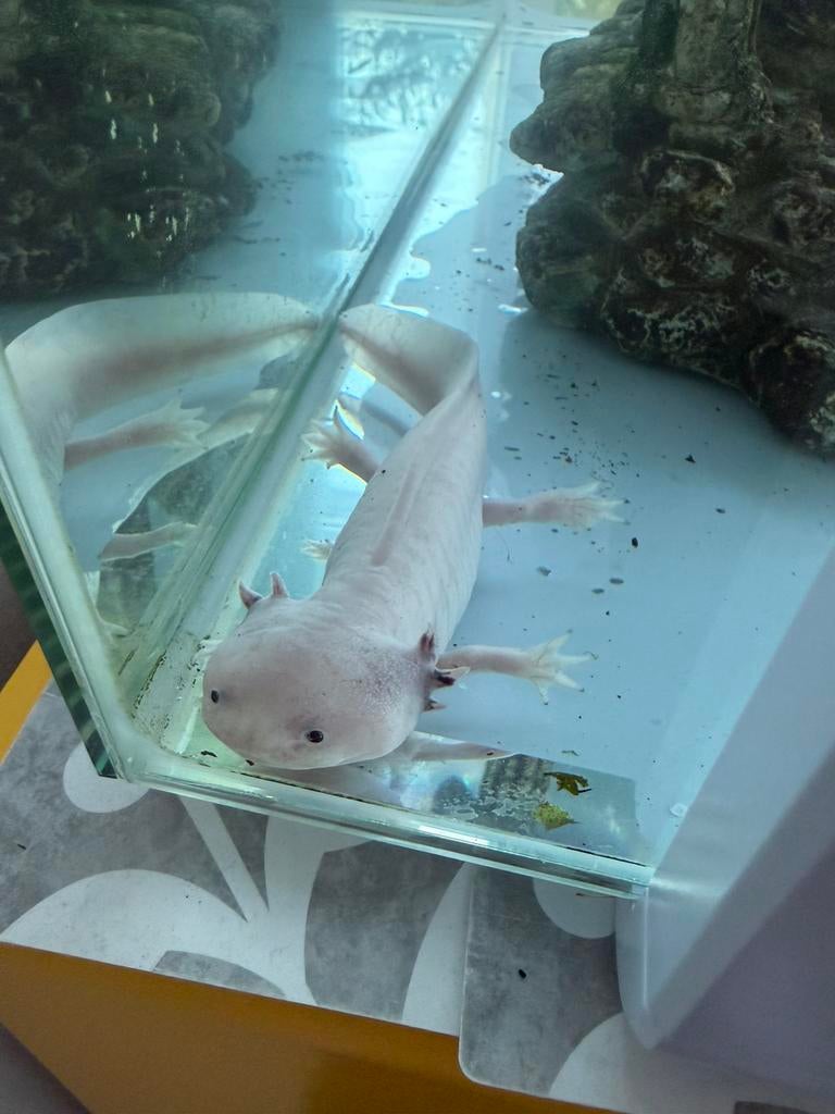Axolotl + aquarium, Dieren en Toebehoren