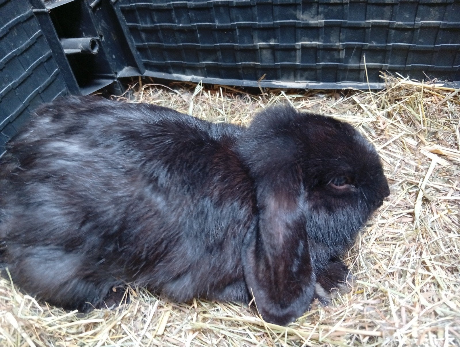 Nederlandse koppels, Meerdere dieren, Middelgroot, Hangoor, 0 tot 2 jaar