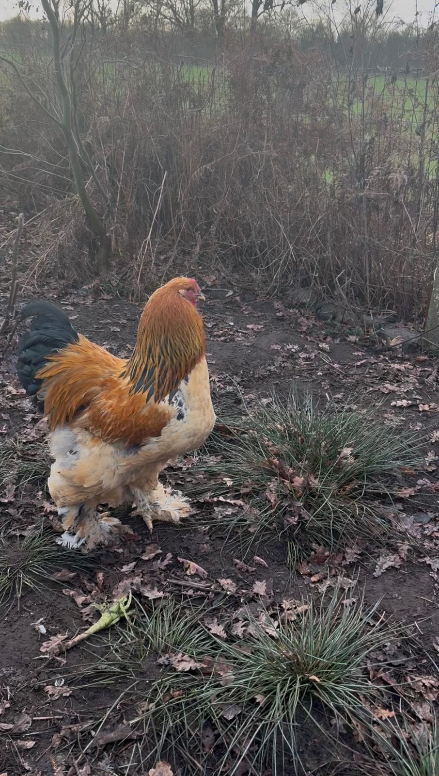 Brhama haan tt kwaliteit, Dieren en Toebehoren, Pluimvee, Kip