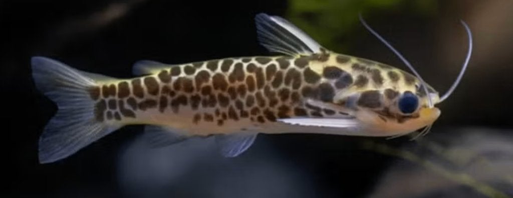 Duringlanis perugiae (honingraatmeerval of oliemeerval), Vis, Zoetwatervis