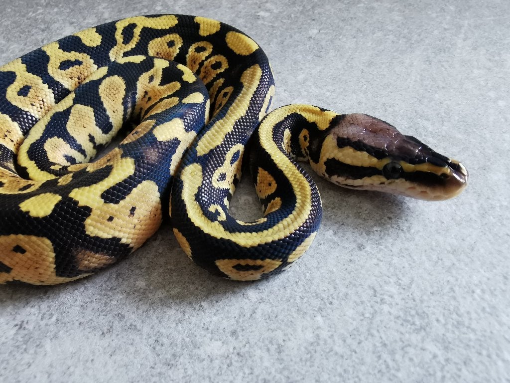 Koningspython; python regius; 0.1; Pastel het Clown Ball Python photo 3
