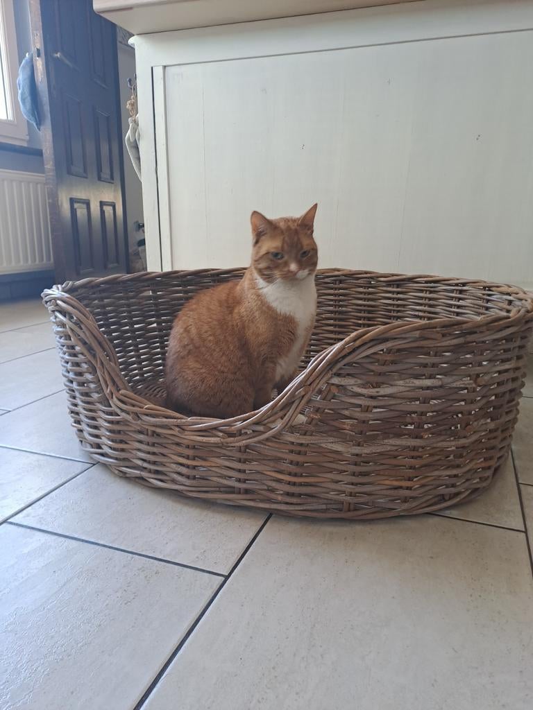 Rieten hondenmand, Dieren en Toebehoren, Ophalen