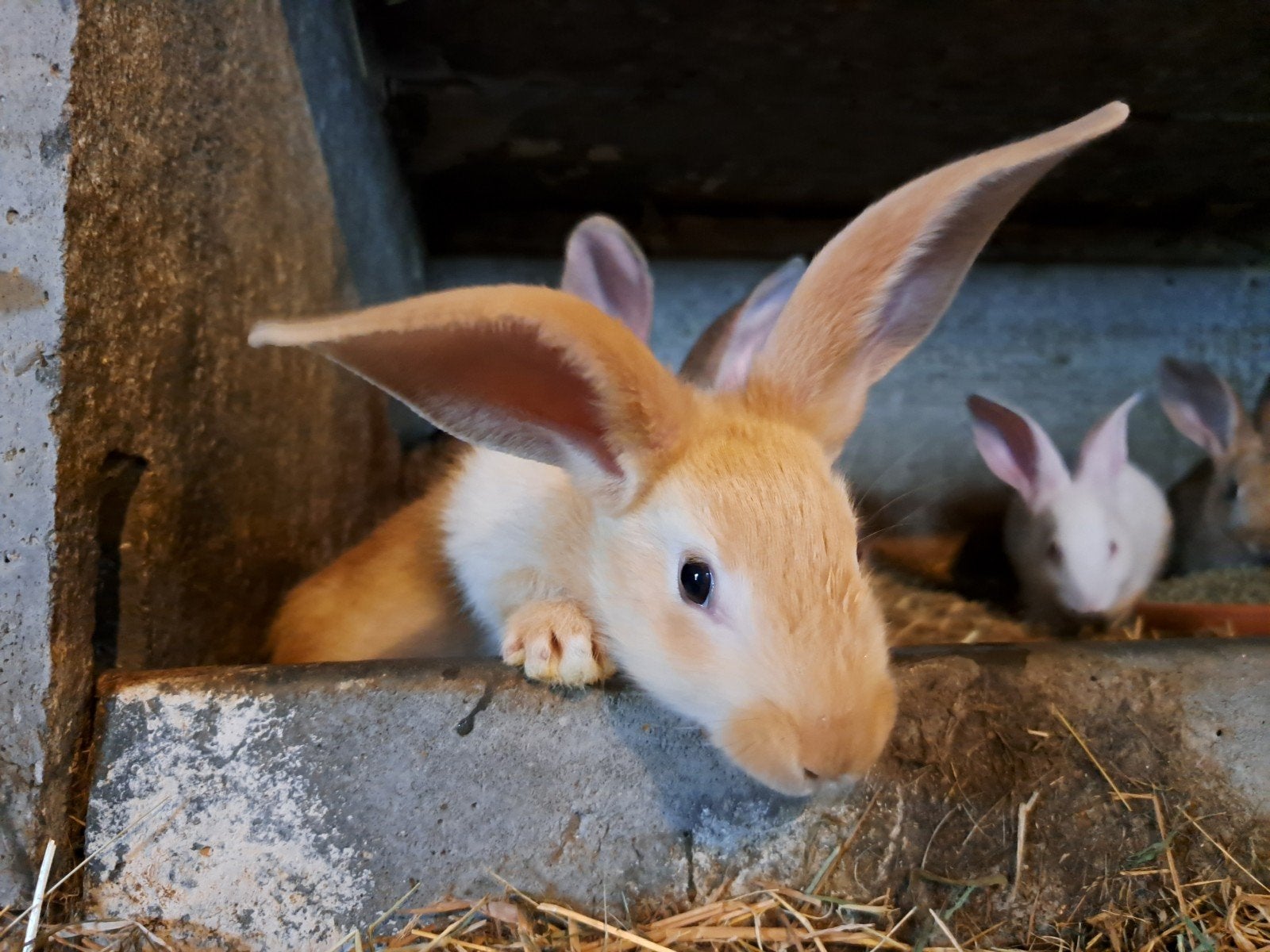 Jonge (vlees)konijnen te koop, Dieren en Toebehoren, Konijnen