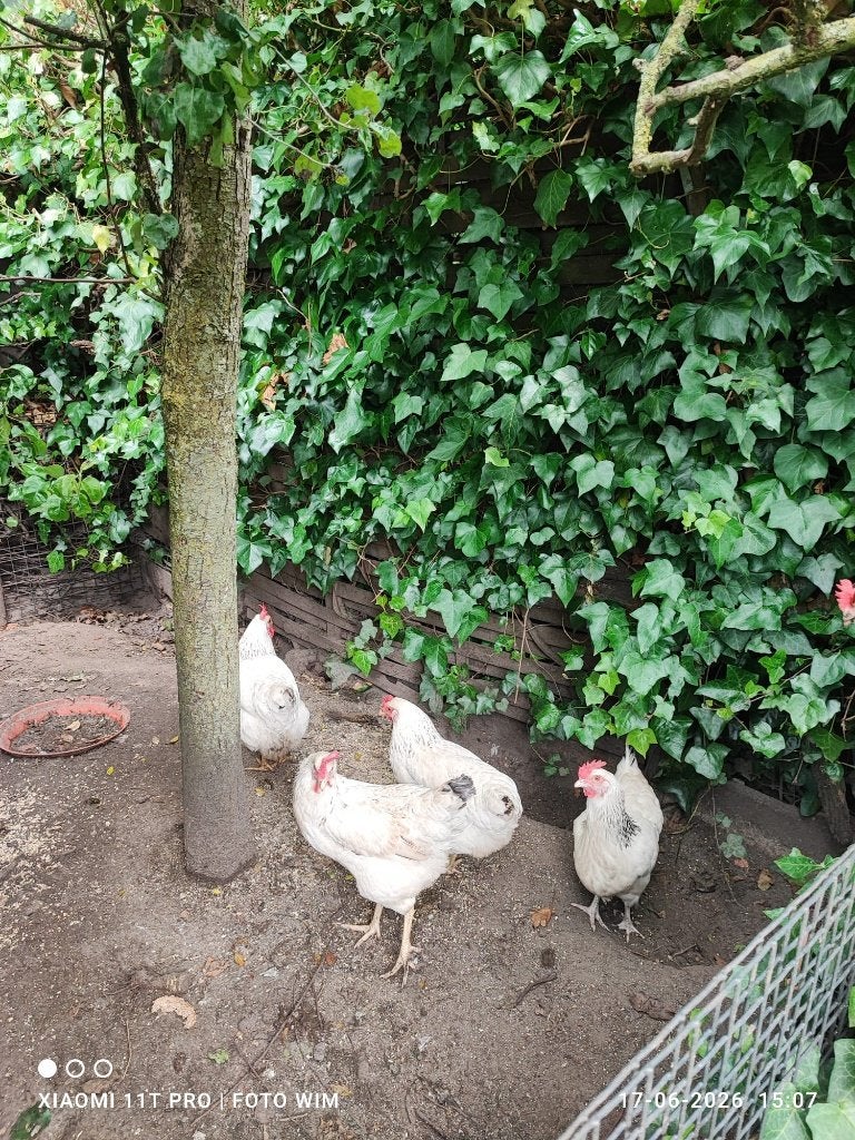 5 legkippen te koop, Vrouwelijk, Kip