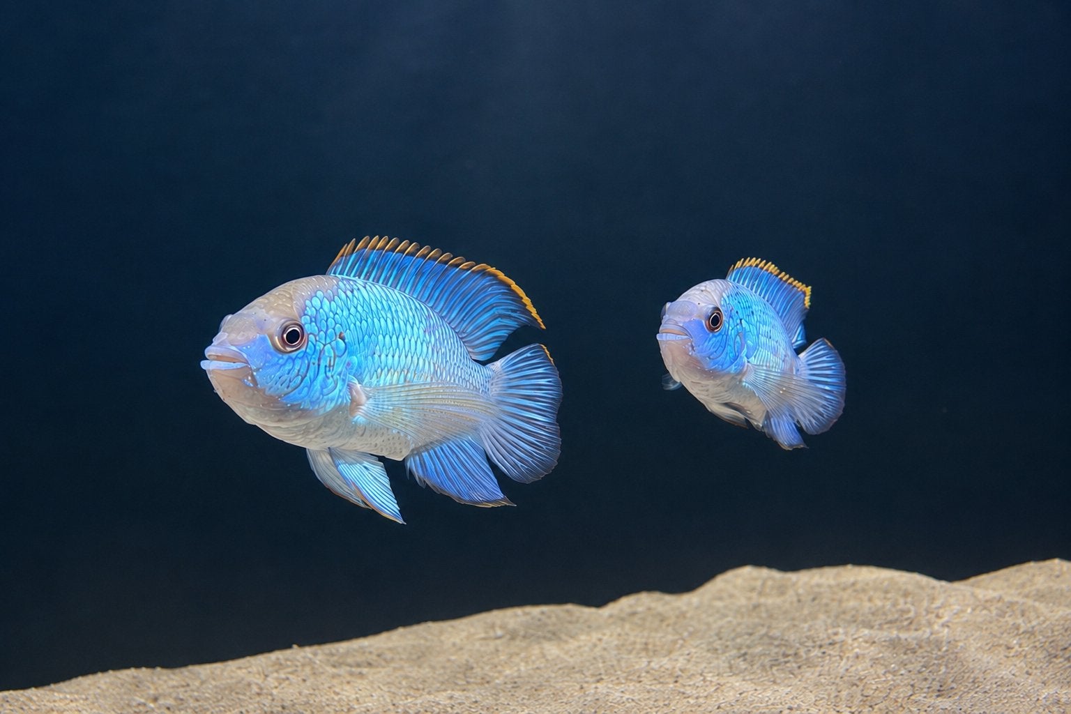 Volwassen electric blue acara bewezen koppel, Vis, Zoetwatervis