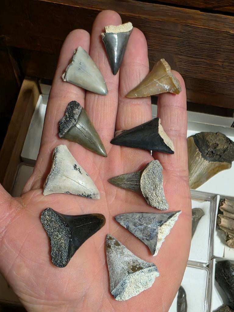10 magnifiques makkos de 3 à 3,5 cm de la vallée osseuse., Enlèvement ou Envoi, Fossile