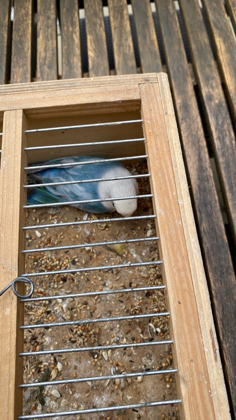 Jonge ficheries 2026, Dieren en Toebehoren, Vogels | Parkieten en Papegaaien, Geringd