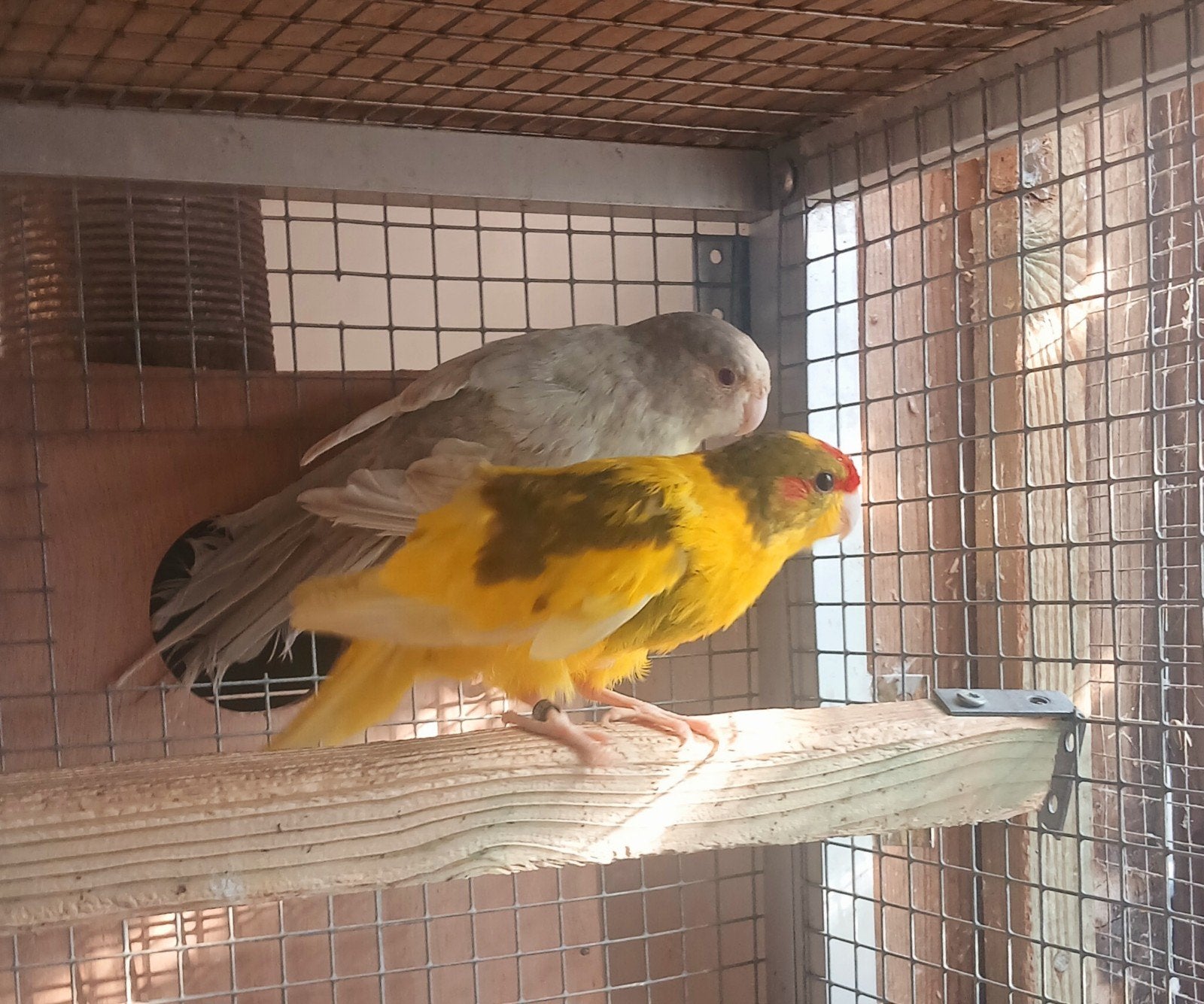 Koppel Kakariki, Dieren en Toebehoren