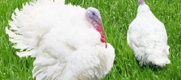 Poussins de dinde, Dinde