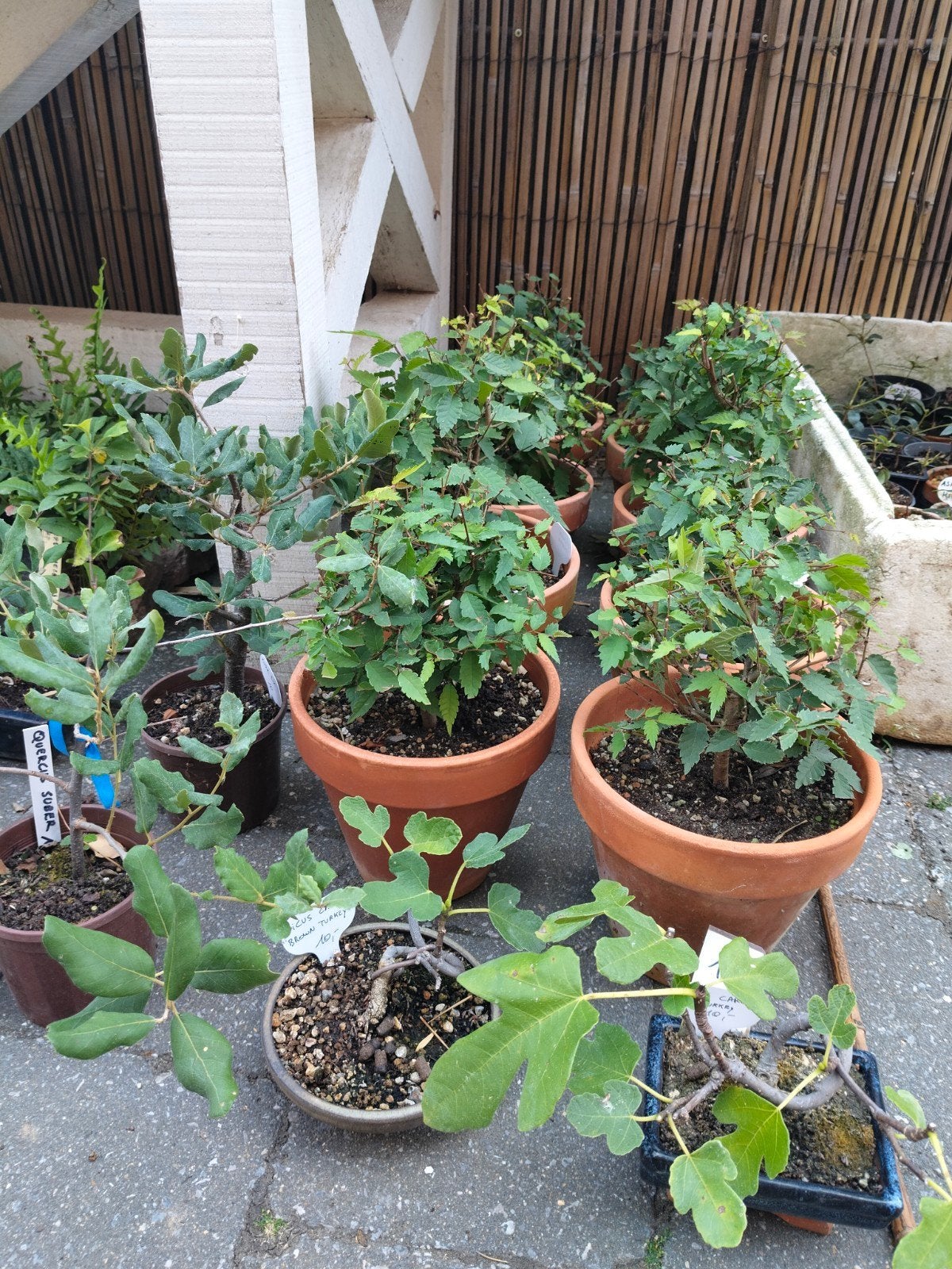 bonsai shohin, Tuin en Terras, Planten | Bomen, Ophalen