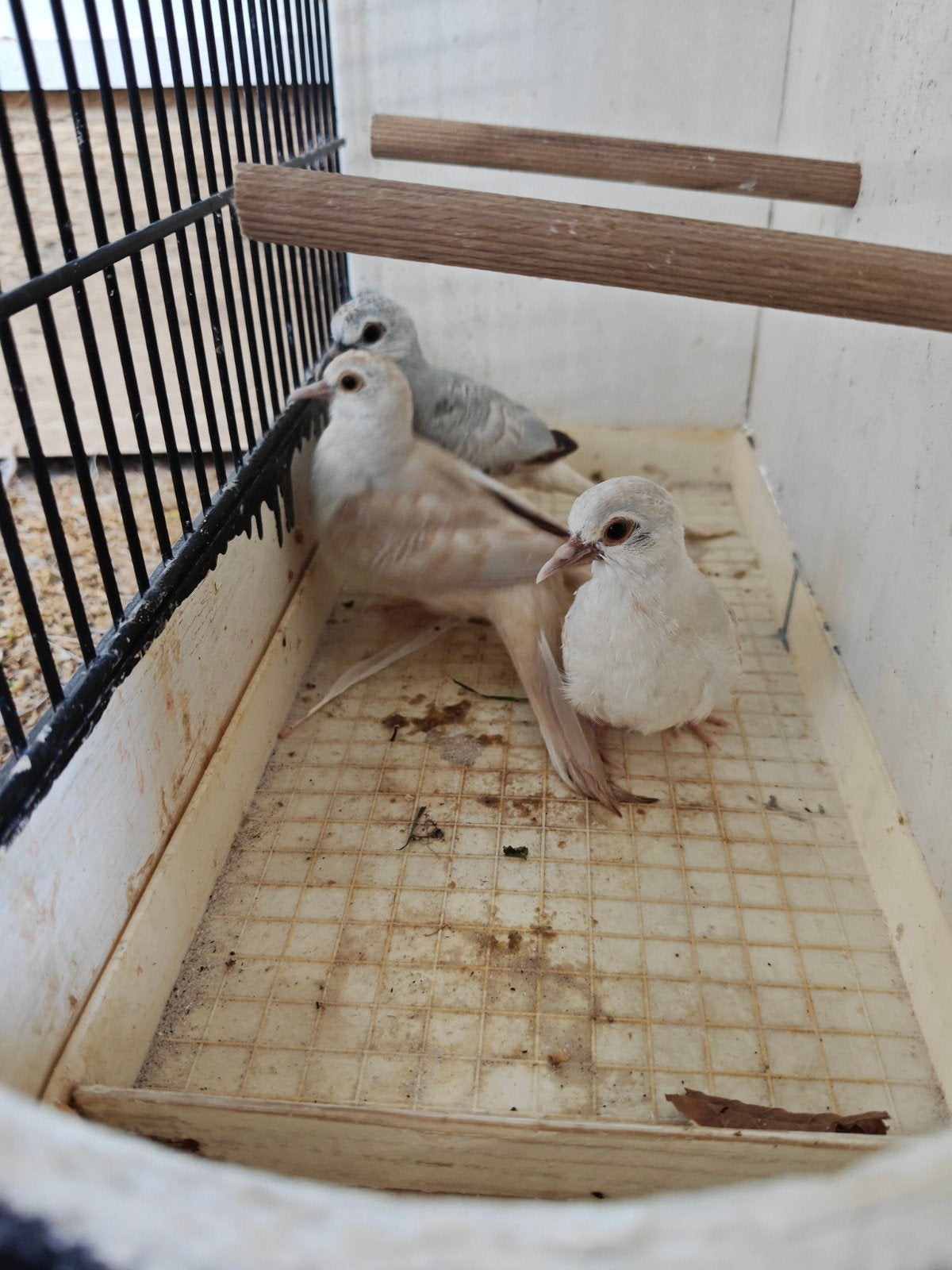 2 jonge diamantduifjes, Dieren en Toebehoren, Vogels | Overige Vogels, Geslacht onbekend