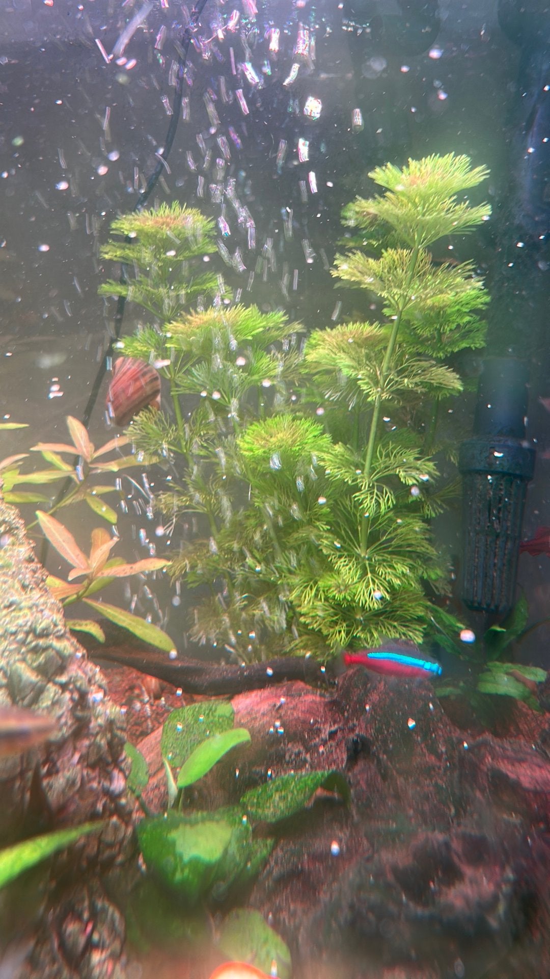 Allerhande tropische zoetwaterplantjes te koop, Dieren en Toebehoren, Vissen | Aquariumvissen