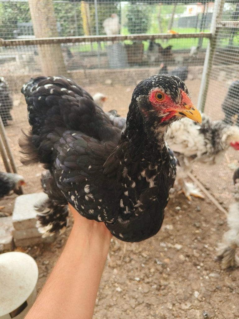 10 brahma groothoen hennen, Dieren en Toebehoren, Vrouwelijk, Kip
