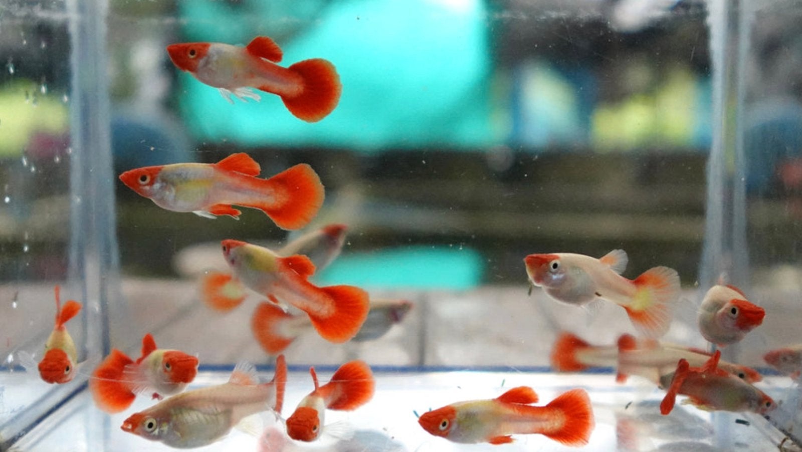 Thai Platina Koi Guppy (import), Poisson, Poisson d'eau douce, Banc de poissons