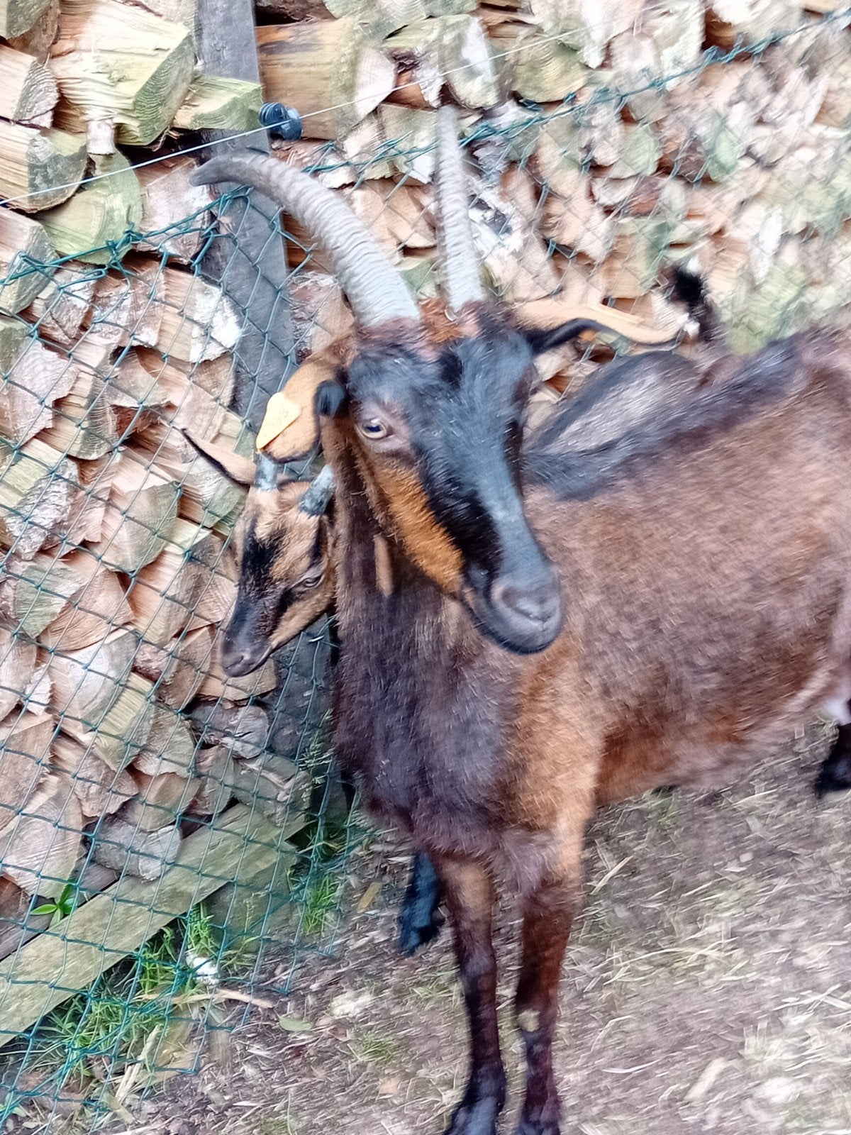 herte geit, Dieren en Toebehoren, Vrouwelijk, Geit, 3 tot 5 jaar