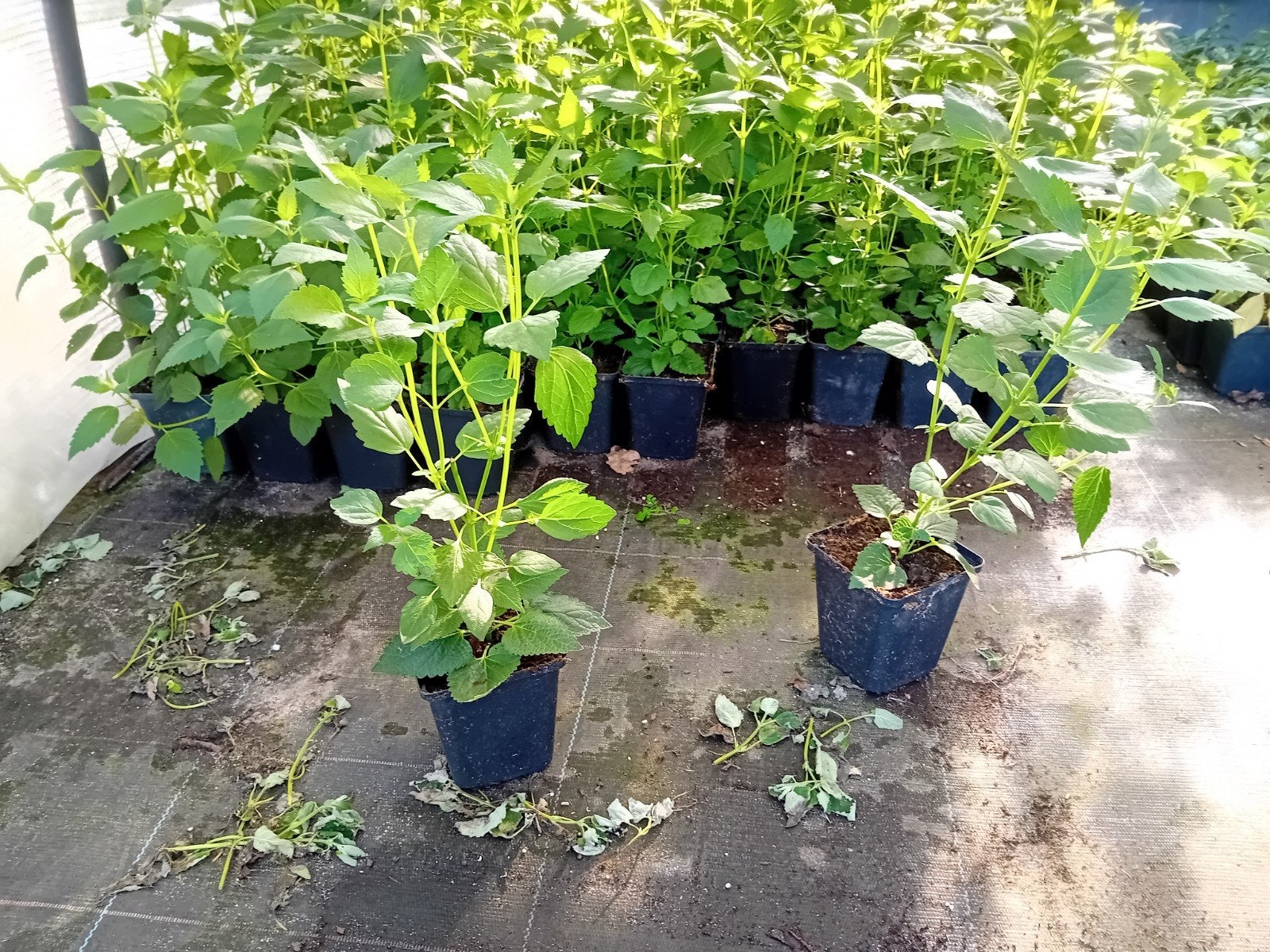 Agastache Blue Fortune, Tuin en Terras, Ophalen