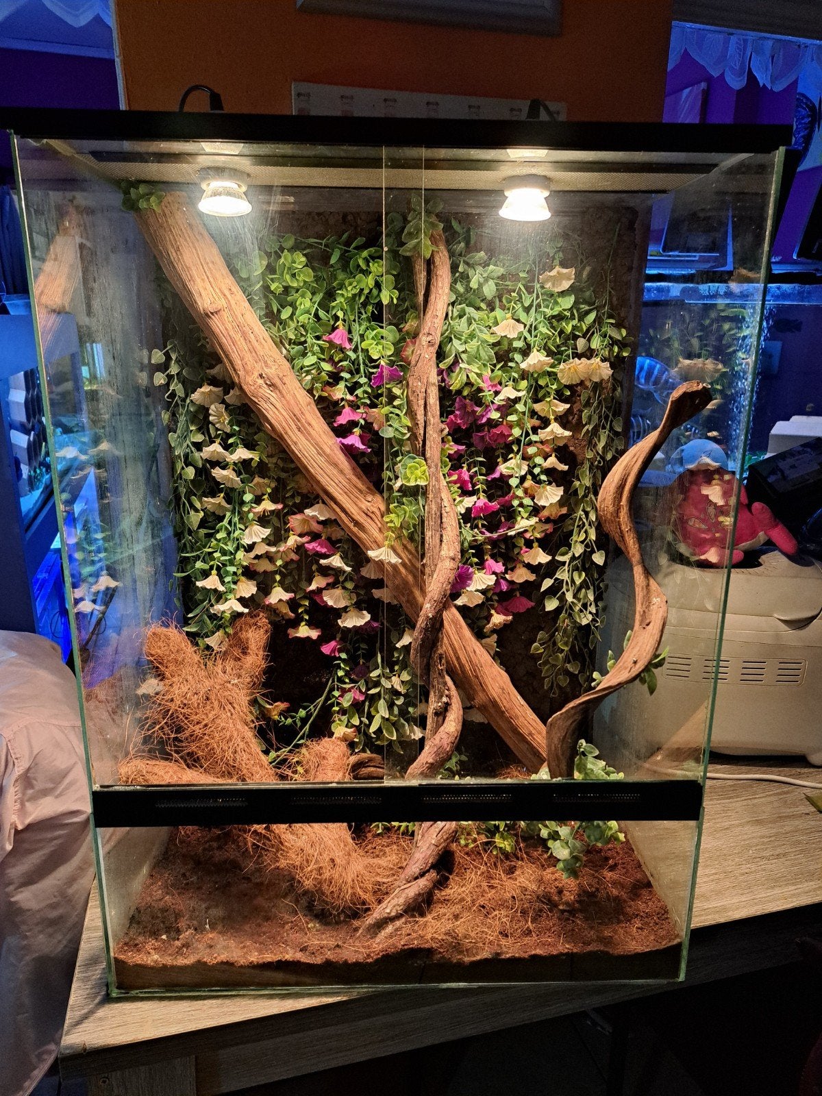 terrarium arboricole de 58/38/79, Enlèvement, Utilisé, Terrarium ou Paludarium