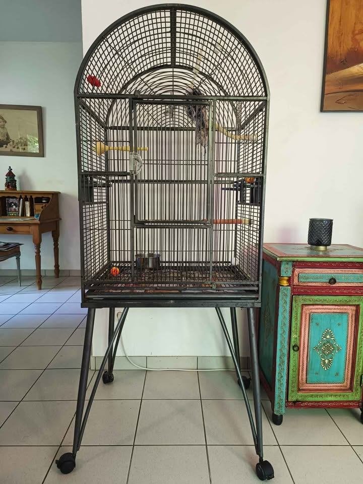 Cage perroquet, Enlèvement, Utilisé, Métal, Cage à oiseaux