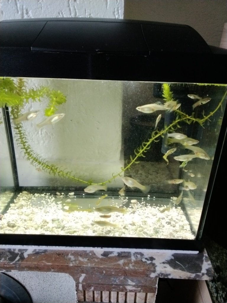 aqarium guppy's, Enlèvement