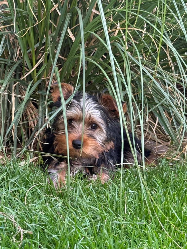 Yorkshire puppys, Parvo, België, Overige rassen, 8 tot 15 weken