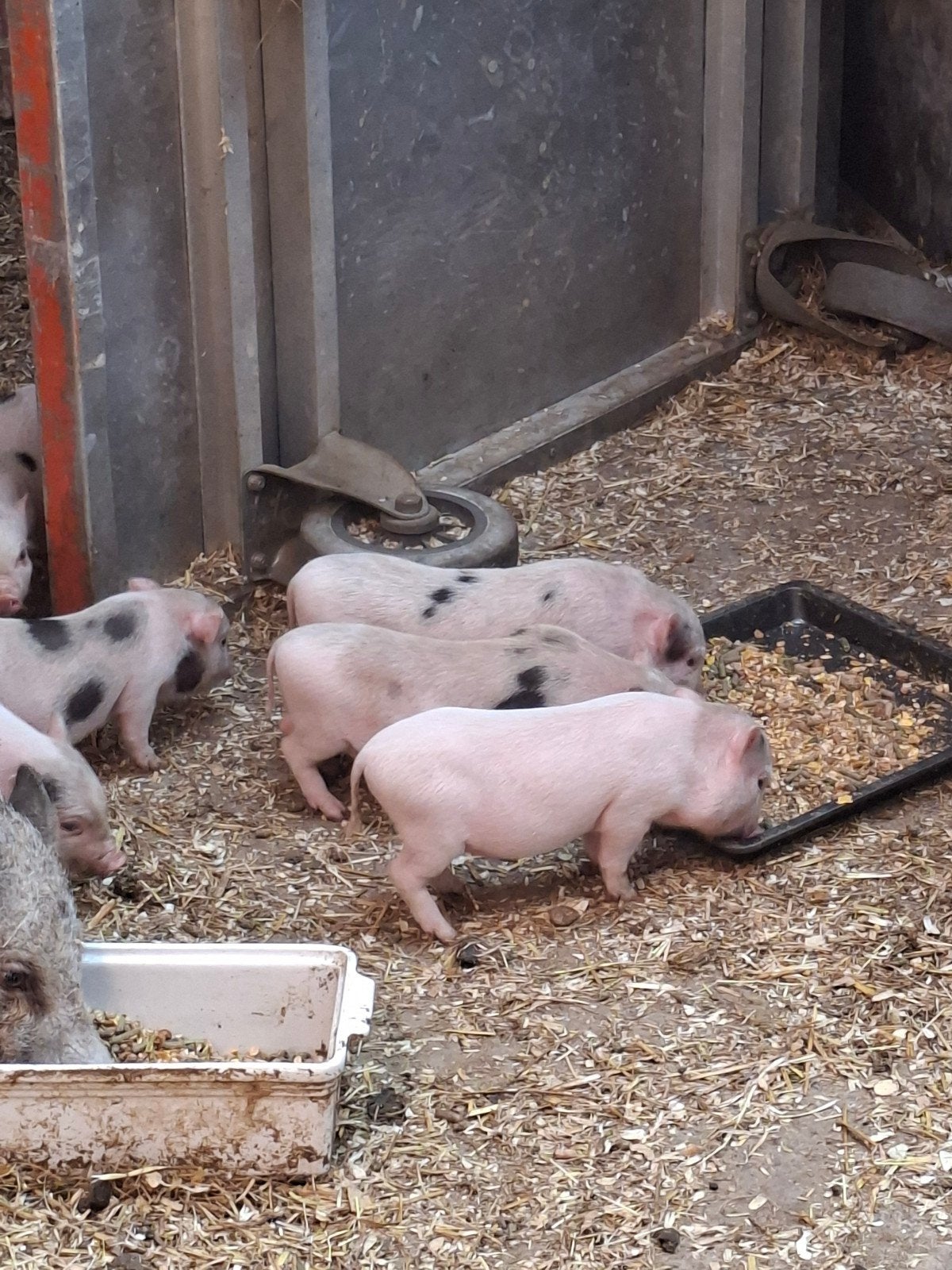 Micro mini varkens, Dieren en Toebehoren, Schapen, Geiten en Varkens, Meerdere dieren, Varken, 0 tot 2 jaar