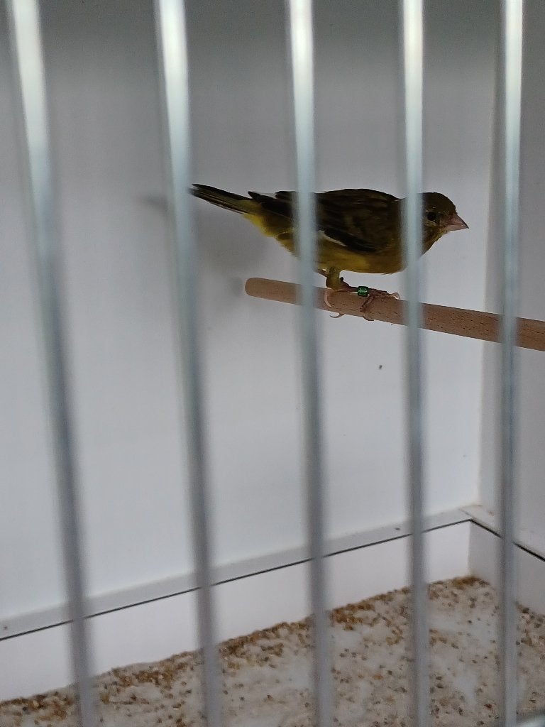 Timbrado kanarie, Mâle, Canari chanteur
