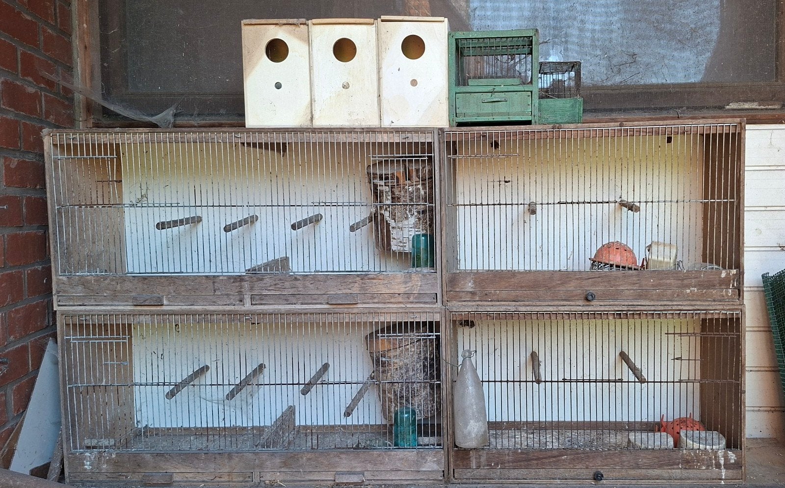 kweekkooien, Dieren en Toebehoren