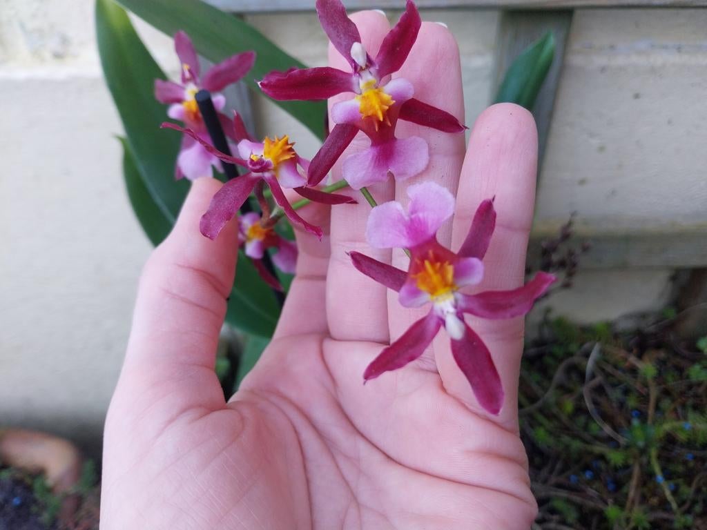 Orchidée  Oncidium Kathrin Zoch, parfumée, Maison & Meubles, Plantes d'intérieur, Enlèvement ou Envoi