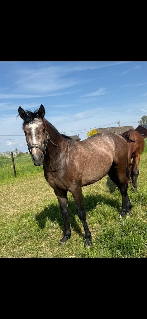 Hengst springpaard, Z, Avec pedigree, Étalon, Cheval de saut